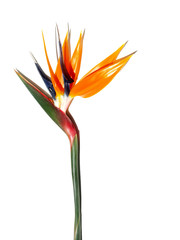 Obraz premium oiseau à crête double