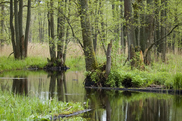 Small forest river and trees