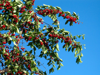 Red cherries on a tree