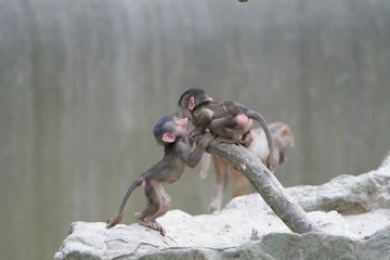 Playing macaque kids