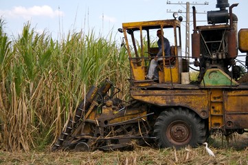 Cuba, Zuckerrohr Ernte