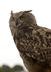 hibou grand duc 6