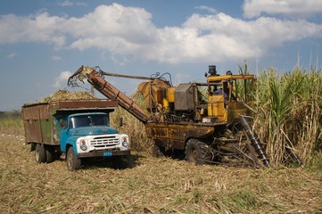 Cuba, Zuckerrohr Ernte