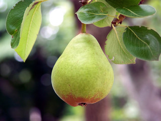 Pear Close Up