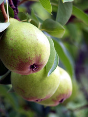 Close Up Pears