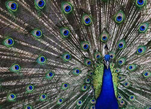 Fototapeta Peacock
