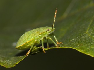Green Shield Bug - Palomena prasina.