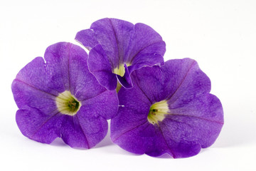 Petunias