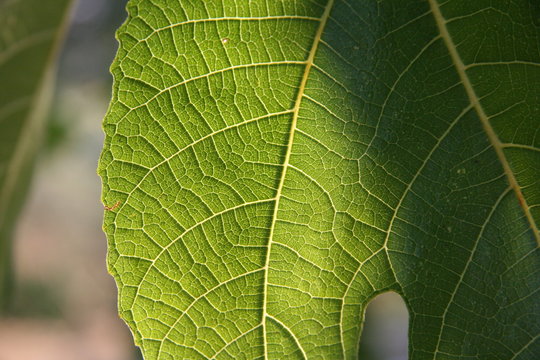Feuille de figuier
