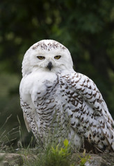 Snowy Owl