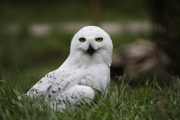 Snowy Owl