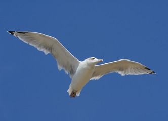 The seagull flying in the blue sky