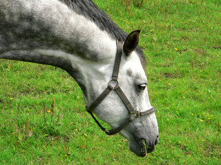Pferd im Profil