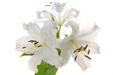 white madonna lily isolated on white