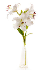 white madonna lily in glass isolated on white