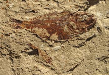 Fish Fossil 3