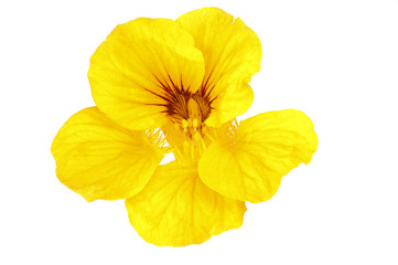 yellow nasturtium