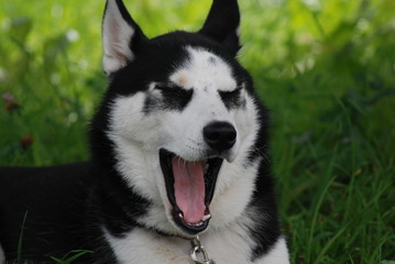 Husky gähnt