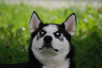 Lupus guckt in die Luft