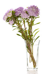 lilac asters in glass vase