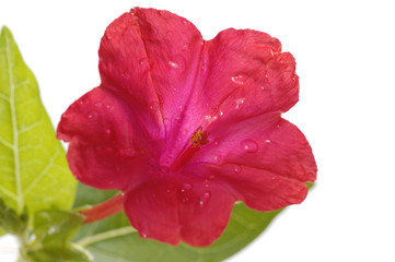 red floweret