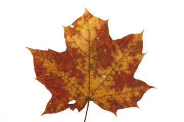 leaf of maple