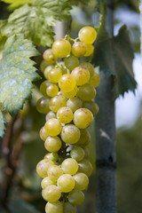 white grapes on plant