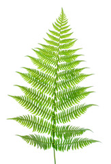 Leaf of a fern on a white - obrazy, fototapety, plakaty