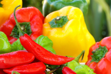 Colorful tasty peppers composition