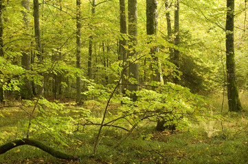Atumnal forest landscape