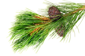 siberian cedar branch with ripe cone