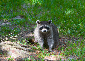 Raccoon In The Bird Seed