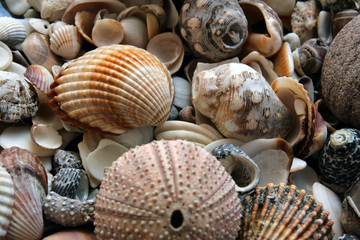 The shells