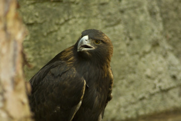 eagle