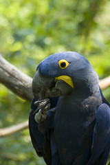 blue macaw