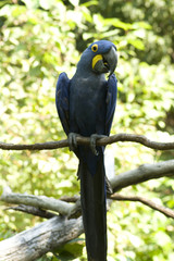 blue macaw