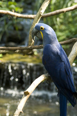 blue macaw