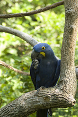 blue macaw
