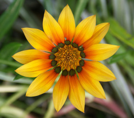 fleur soleil