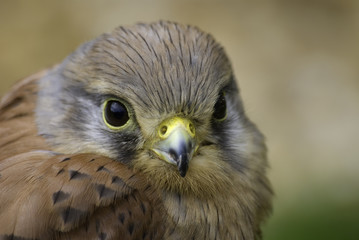 kestrel