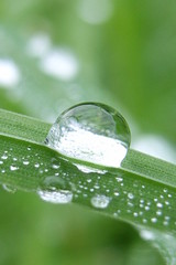 tautropfen