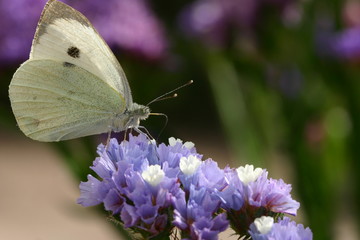 Papillon , piéride du chou
