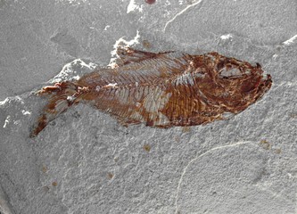 Fish Fossil 5