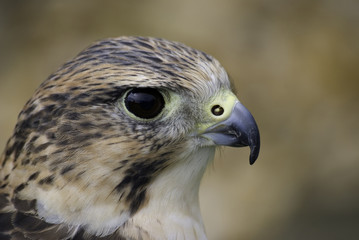 peregrine falcon