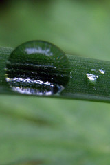 tautropfen