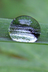 tautropfen