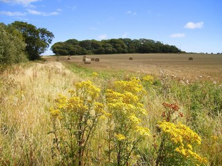 A Corner of the Hay Farm