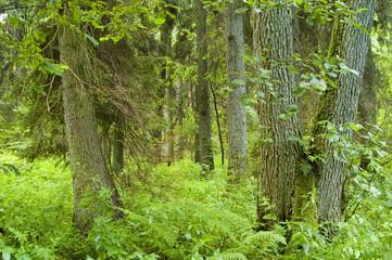 Old natural mixed forest