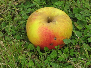 pomme