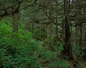 Alaska Rainforest Sanctuary